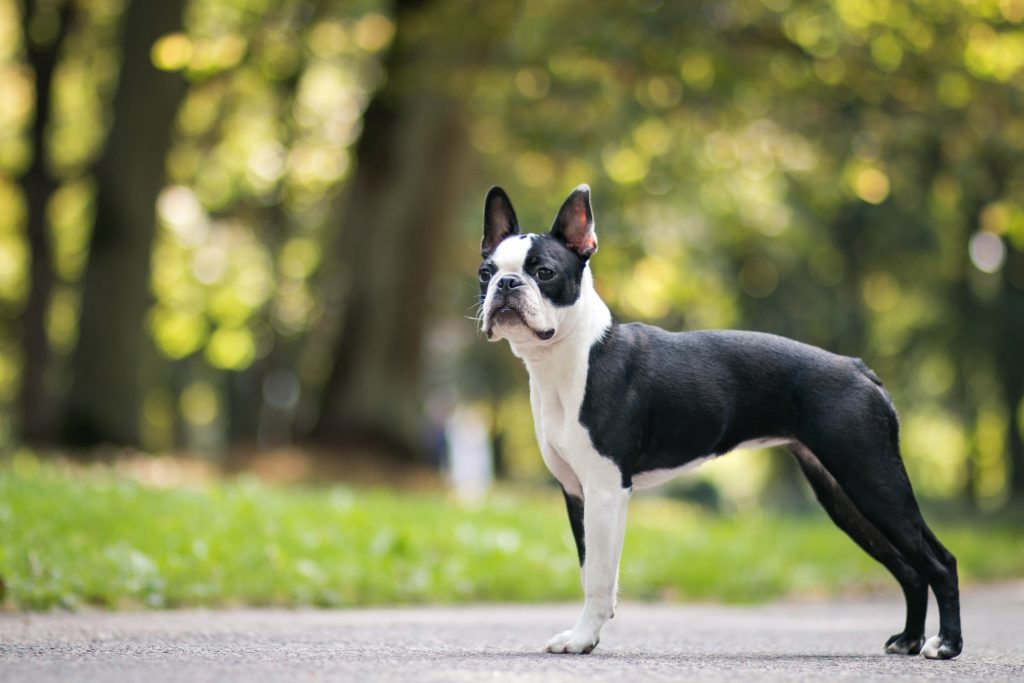 鼻短犬とは 鼻短犬祭 はなたんけんまつり公式サイト