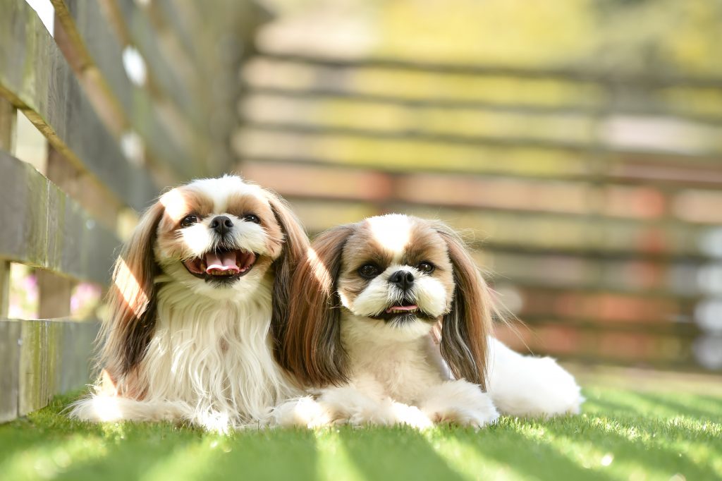 鼻短犬とは 鼻短犬祭 はなたんけんまつり公式サイト