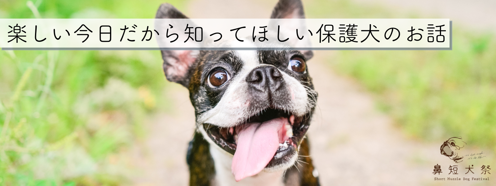 楽しい今日だから知ってほしい保護犬のお話