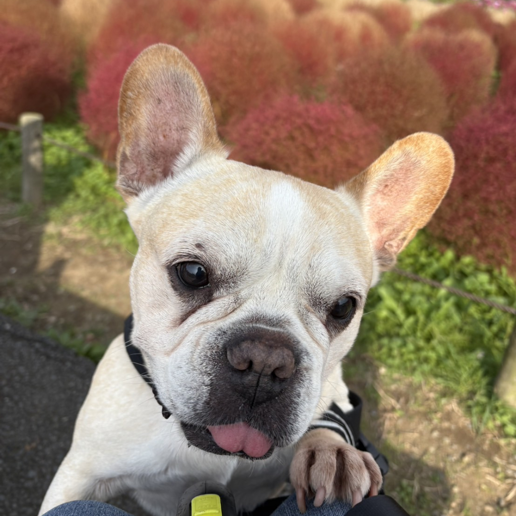 舞（まい）ちゃん